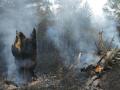 В Челябинской области из-за туристов начался крупный пожар в нацпарке «Зигальга»