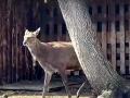 Пятнистый олень-двоеженец из Челябинского зоопарка скинул свои рога