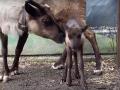 В челябинском зоопарке родился северный олененок 