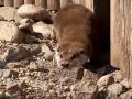 В челябинском зоопарке выдры показали, как нужно отдыхать после трудовой недели 