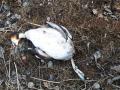  На Таганае редкая птица запуталась в рыбацкой леске и погибла