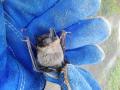 В Ильменском заповеднике спасли летучую мышь
