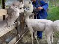 Сбросила три килограмма: в челябинском зоопарке постригли альпака Дусю
