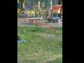 В Аше запечатлели ворону, играющую в мяч на детской площадке 