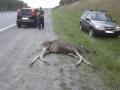 В Челябинской области на трассе М5 насмерть сбили лося