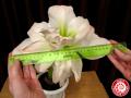Жительница Челябинской области попала в Книгу рекордов, вырастив огромный цветок