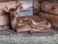 В челябинском зоопарке в семье пятнистых оленей произошло пополнение 