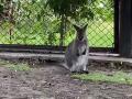Разные по характеру: в челябинком зоопарке показали малышек-кенгурят 