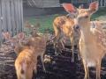 В челябинском зоопарке показали подросших пятнистых оленят 