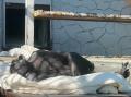 В челябинском зоопарке южноуральцев напугала «мёртвая» обезьяна