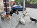 В Челябинской области стая собак покусала подростка