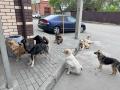 В южноуральском городе зарегистрирован случай бешенства у собаки