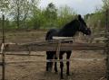 В Челябинской области испугавшаяся лошадь убила подростка