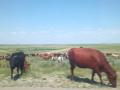 В Челябинскую область привезли сперму быков из Канады и США