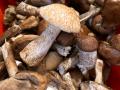 Диетолог рассказала о вреде грибов для пожилых людей