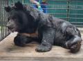 В челябинском зоопарке показали, как живёт на пенсии медведь Харитон