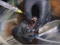 Челябинский зоопарк показал, как лечат зубы лемурам