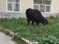 В Челябинской области корова провалилась в затопленный погреб 
