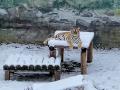 В челябинском зоопарке показали любимое занятие тигрицы Лаффи