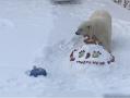 В челябинском зоопарке празднуют день рождения белой медведицы Айриши 