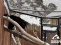 В челябинском зоопарке показали бодрую росомаху Биру