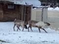 В челябинском зоопарке показали зимние игры северных оленей