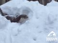 В челябинском зоопарке выдры искупались в снегу и покатались с горки