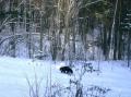 Нападает даже на лосей: в Челябинской области заметили редкого хищника