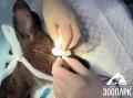 Кенгуру из Челябинского зоопарка установили глазной протез из силикона