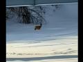 В Аше заметили олененка, гуляющего по льду реки 