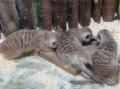 Сурикаты и мангусты из челябинского зоопарка устроили распаковку «жуткой» посылки