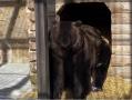 Весна близко: в челябинском зоопарке от зимней спячки проснулся медведь Малыш