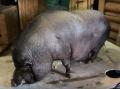 Граф на весах: в челябинском зоопарке показали, как с помощью подкупов и уговоров взвешивали вислобрюхого свина