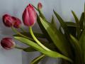 Жительница Челябинской области лишилась крупной суммы, решив заработать на тюльпанах 