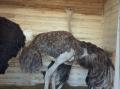 В челябинском зоопарке страус Галочка похвасталась своими роскошными крыльями 