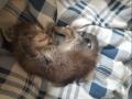 В Челябинской области женщина получила штраф за то, что смыла новорожденного котенка в унитаз 