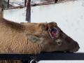 Марал Горыныч из челябинского зоопарка тайно сбросил рога