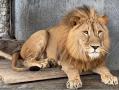 В челябинском зоопарке показали, как развлекаются львы на прогулке