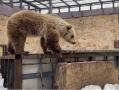 Медведи в челябинском зоопарке призывают тепло 