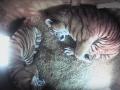 Учимся расслабляться: тигры из челябинского зоопарка показали техники для релаксации