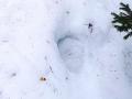 В Челябинской области дикие медведи вышли из спячки и начали бродить по лесам