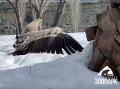 В челябинском зоопарке показали, как белоголовые сипы и черный гриф радуются весне 