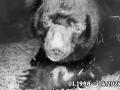 Скончался старожил Челябинского зоопарка гималайский медведь Харитон