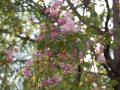 Челябинск вошел в топ-6 мест в России, где можно увидеть цветение сакуры