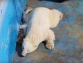Белый медведь Сеня из челябинского зоопарка довел зоологов до слез 