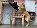 Неудачный сюрприз: в челябинском зоопарке львица не оценила подарок, а лев его испугался