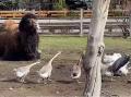 В челябинском зоопарке в вольер к верблюдам подселили шумных соседей 