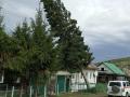 Вырвало с корнем: в Челябинской области огромная пихта едва не разрушила дом