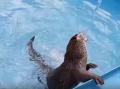 В челябинском зоопарке показали, как выдра Маня плещется в бассейне 