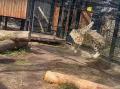Забавные игры гигантских кошек показали в челябинском зоопарке
